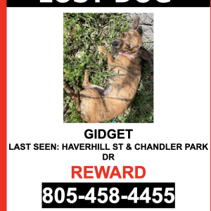 Lost Dog GIDGET