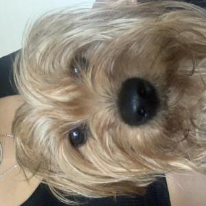 Image of Polo, Lost Dog