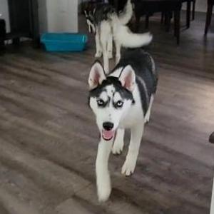 Lost Dog Luna