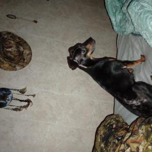Lost Dog Gretchen
