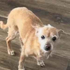 Lost Dog Krispy