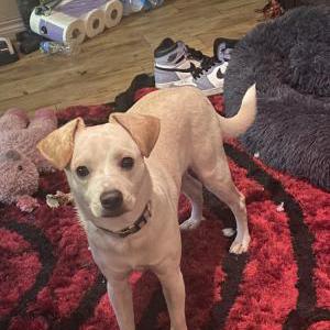 Lost Dog Nacho