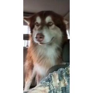 Image of Loki, Lost Dog