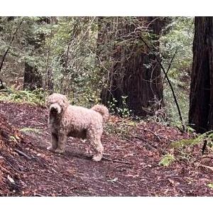 Image of Teddy, Lost Dog