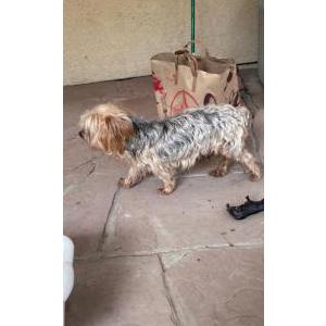 Found Dog unknown/dog