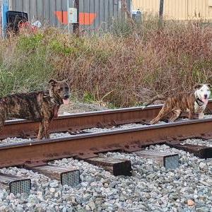 Lost Dog Bailey and Gucci