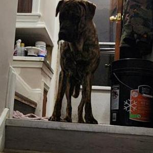 Found Dog Unknown