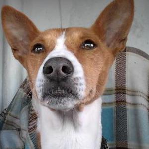 Image of BayLee, Lost Dog