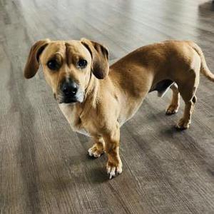 Found Dog Unsure