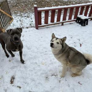 Lost Dog Trigger