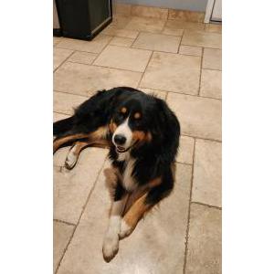 Image of Snack, Lost Dog