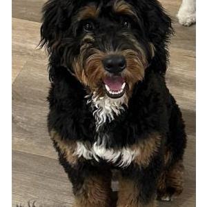 Lost Dog Booker