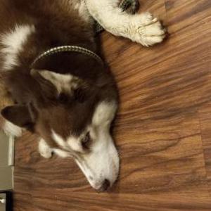 Image of Unknown, Found Dog