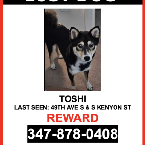 Lost Dog TOSHI