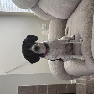 Image of Mila, Lost Dog