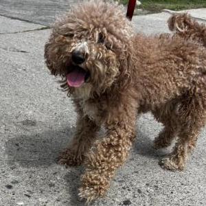 Found Dog Unknown
