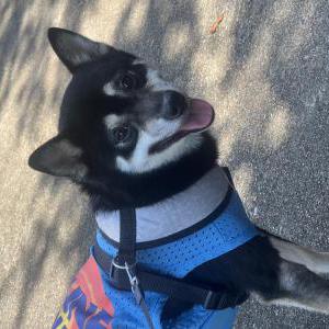 Image of Woody, Lost Dog