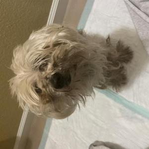 Found Dog Unknown
