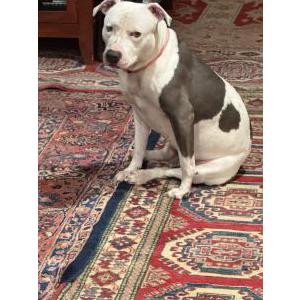 Image of Unknown, Found Dog