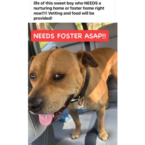 Found Dog Unknown