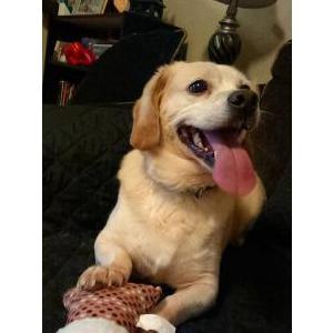 Image of Duck, Lost Dog