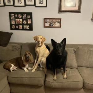 Lost Dog OTIS