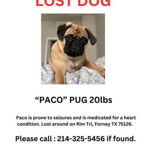 Lost Dog Paco