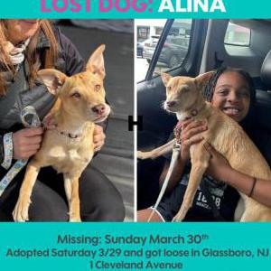Lost Dog Alina