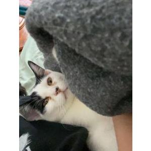 Image of neeko, Lost Cat