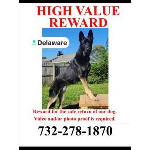 Image of Charlie, Lost Dog