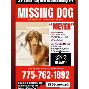 2nd Image of Meyer, Lost Dog