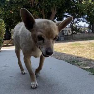 Lost Dog Scooby