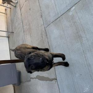 Image of Unsure, Found Dog