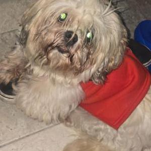 Lost Dog Niña