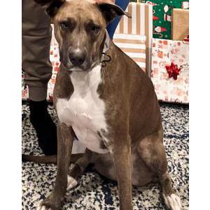 Image of Koko, Lost Dog