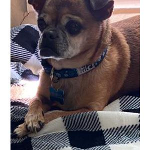 Lost Dog Bobbie