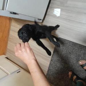 Found Dog Puppy black