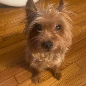 Lost Dog Coby