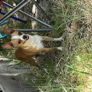 Lost Dog Moyses Avalos