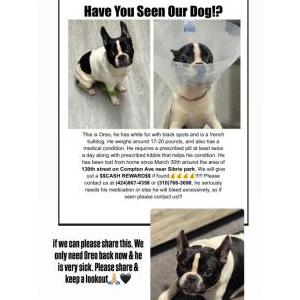 Lost Dog Oreo