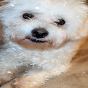 Lost Dog Milo