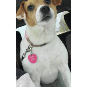 Lost Dog Nugget