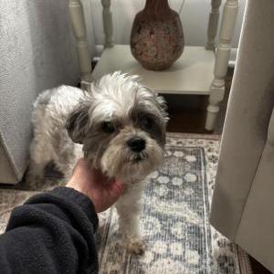 Image of Addie, Lost Dog