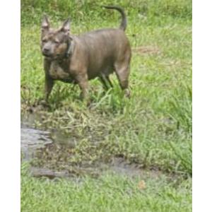 Image of Nyla, Lost Dog