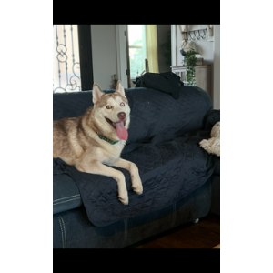 Image of Astro, Lost Dog