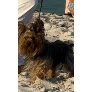 Image of Diamond, Lost Dog