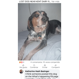 Image of Mailo, Lost Dog
