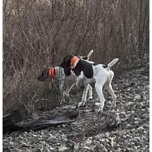 Lost Dog Indy