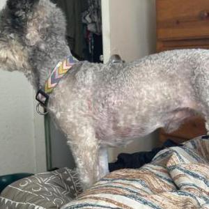 Lost Dog Leon