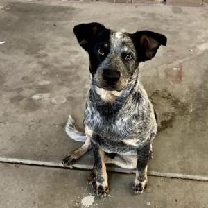 Image of Unknown, Found Dog
